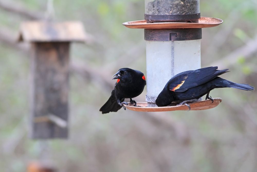 Two redwinged blackbird at World Birding Center