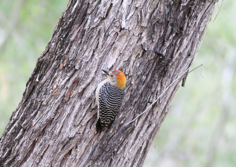 Woodpecker on a tree at World Birding Center