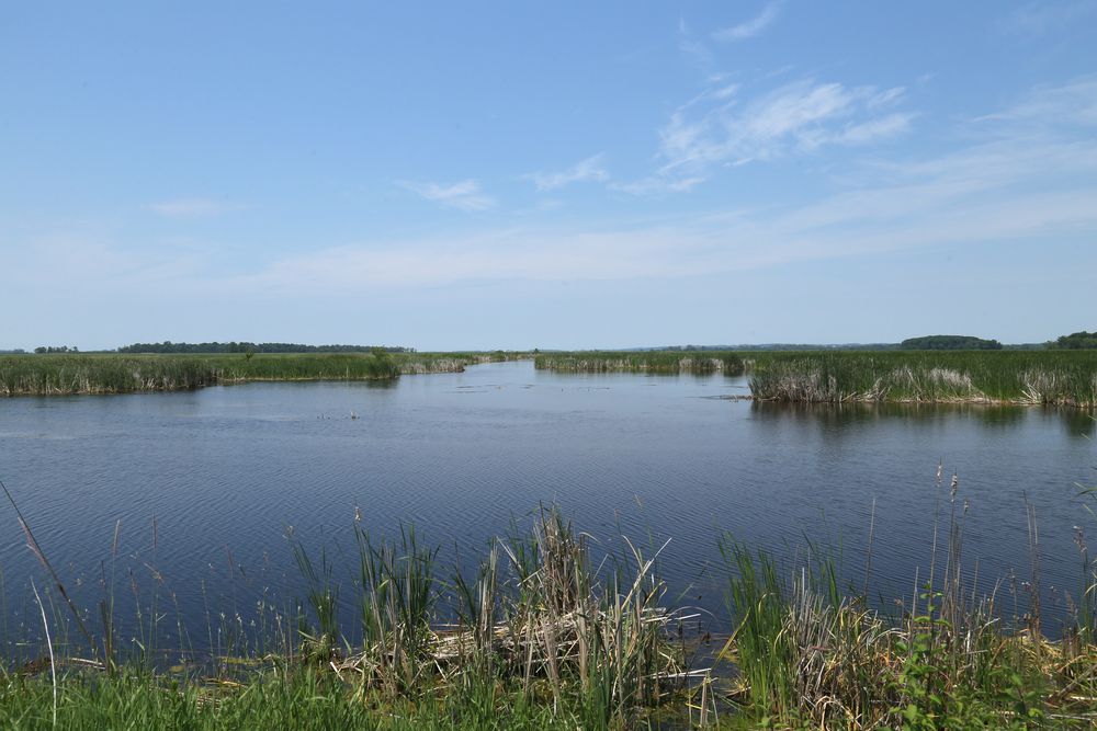 Wetland at Horicon Marsh State Wildlife Area