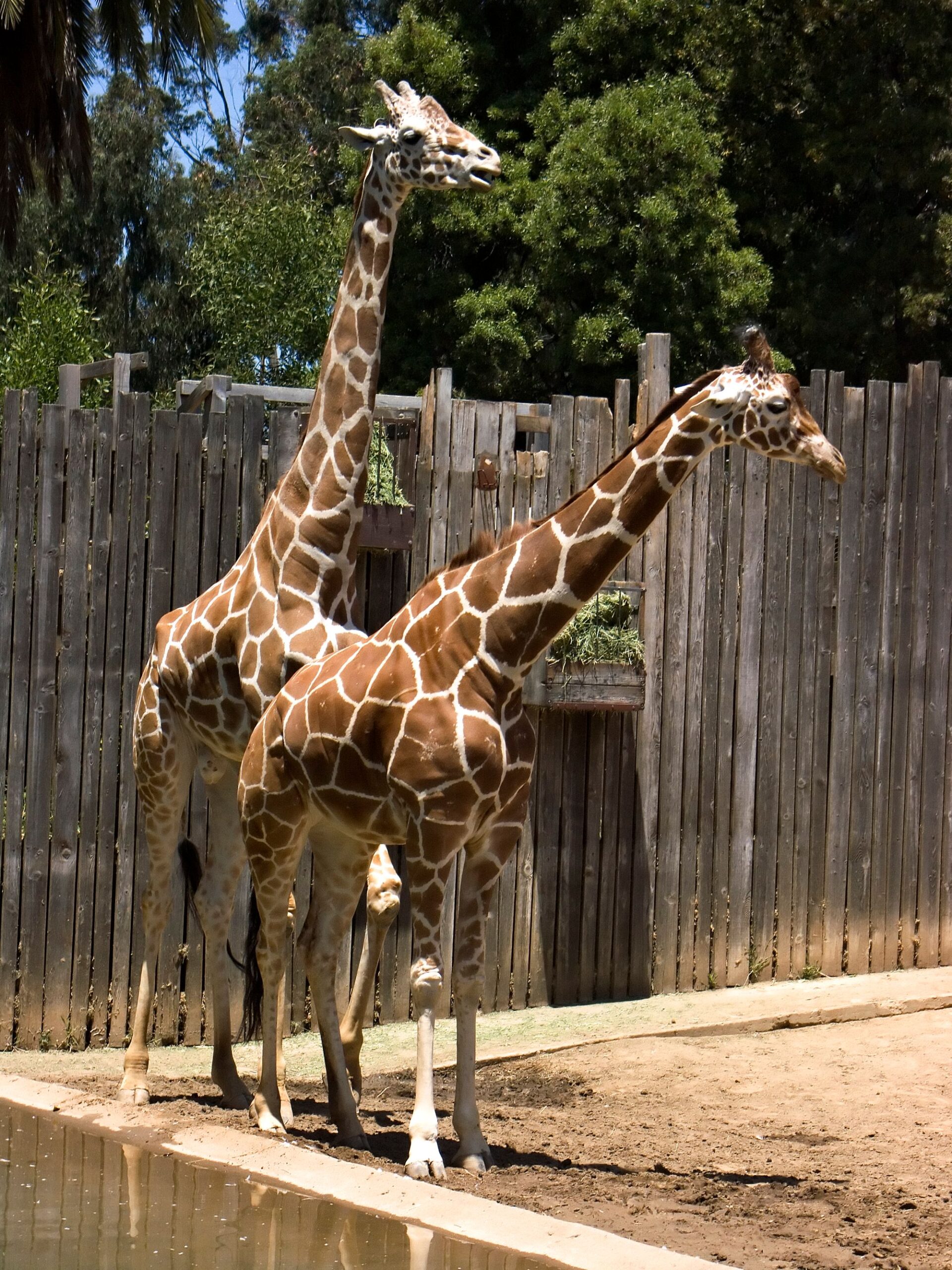 Giraffes at the Oakland Zoo