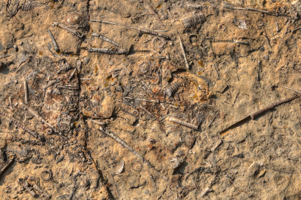Close view of the fossils at Devonian Fossil Gorge