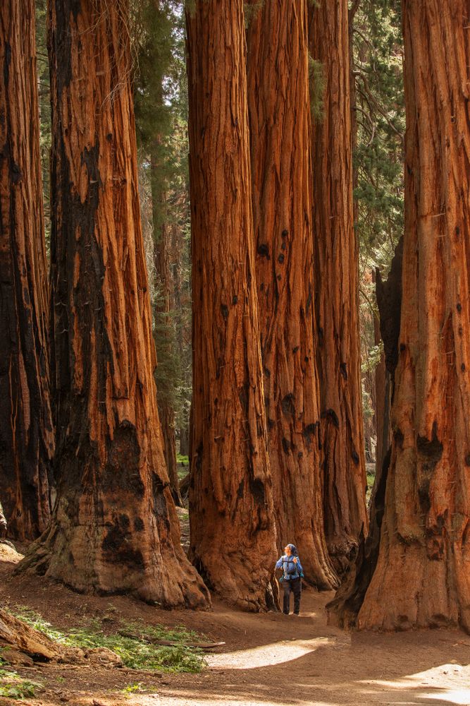 View of the Giant Forest