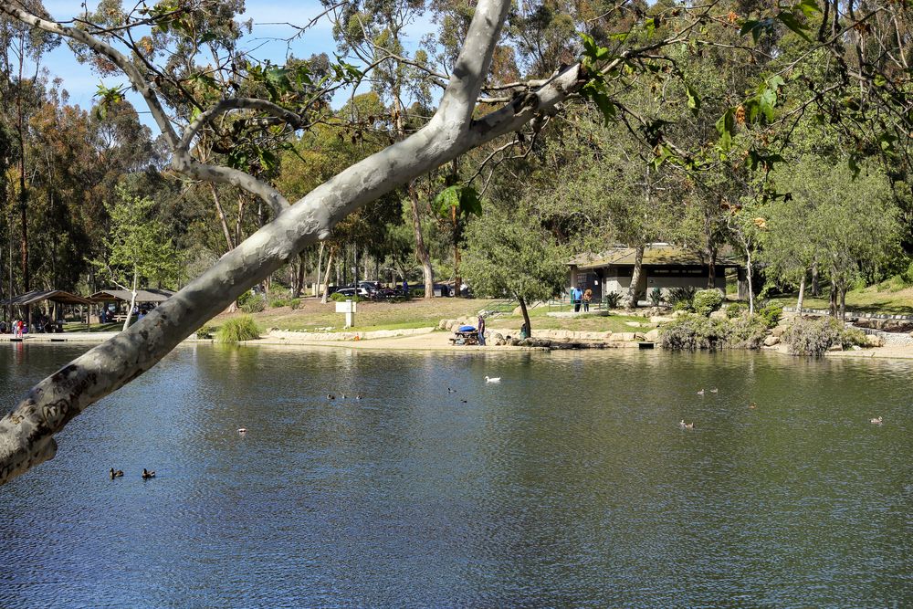 Ducks on the waters of Kenneth Hanh Park