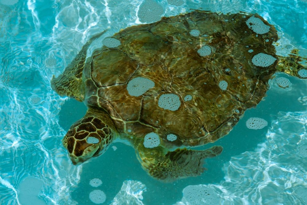 Sea turtle at Florida Keys Turtle Hospital