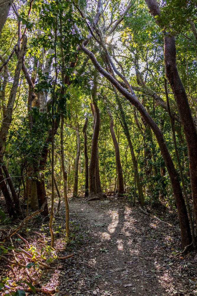 A trail at Windley Key Fossil Reef Geological State Park