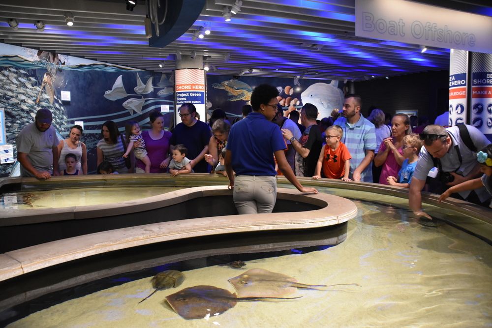 Stingrays in the National Aquarium