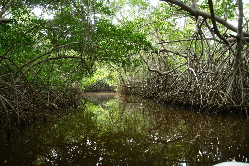 Mangrooves in El Corchito Ecological Reserve