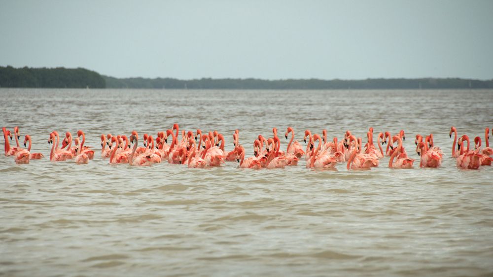 Pink Flamingos in El Corchito Ecological Reserve