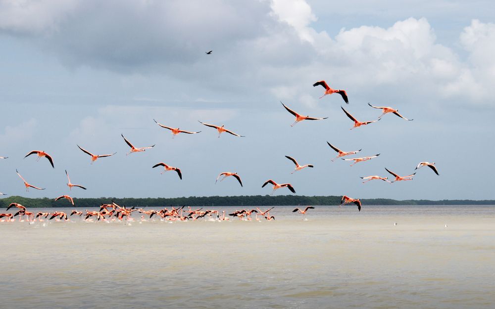 Pink Flamingos in El Corchito Ecological Reserve