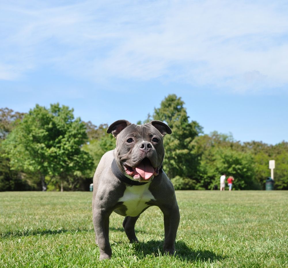 An american bully dog at Gardiner County Park