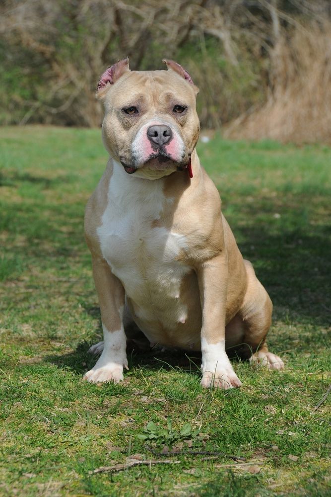 A dog without a leash at Gardiner County Park