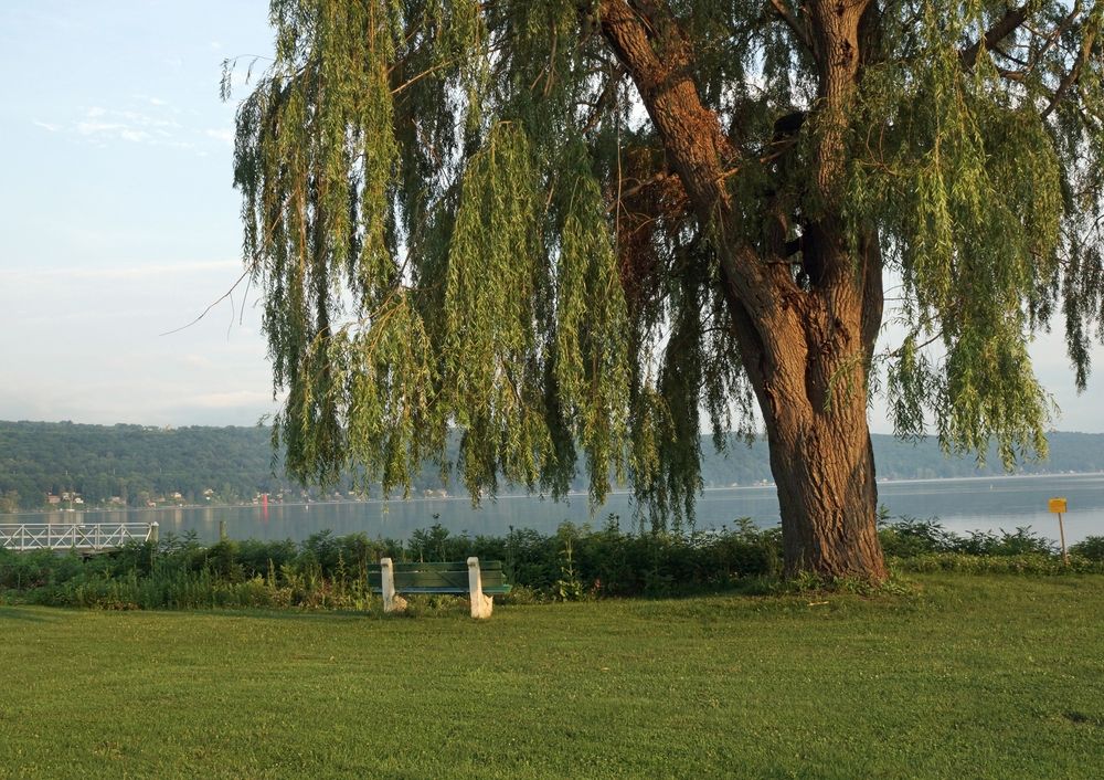 Landscape of Stewart Park