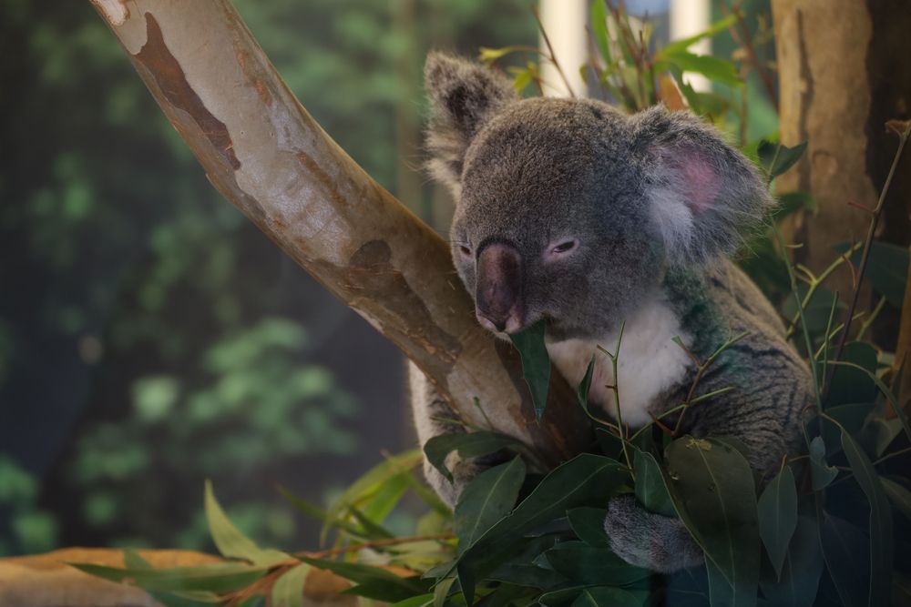 A koala at The Kansas City Zoo