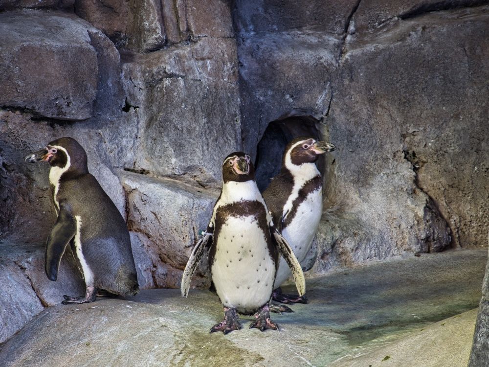 Penguins at The Kansas City Zoo