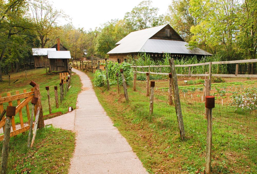 Pathway at Jarrell Plantation State Historic Site