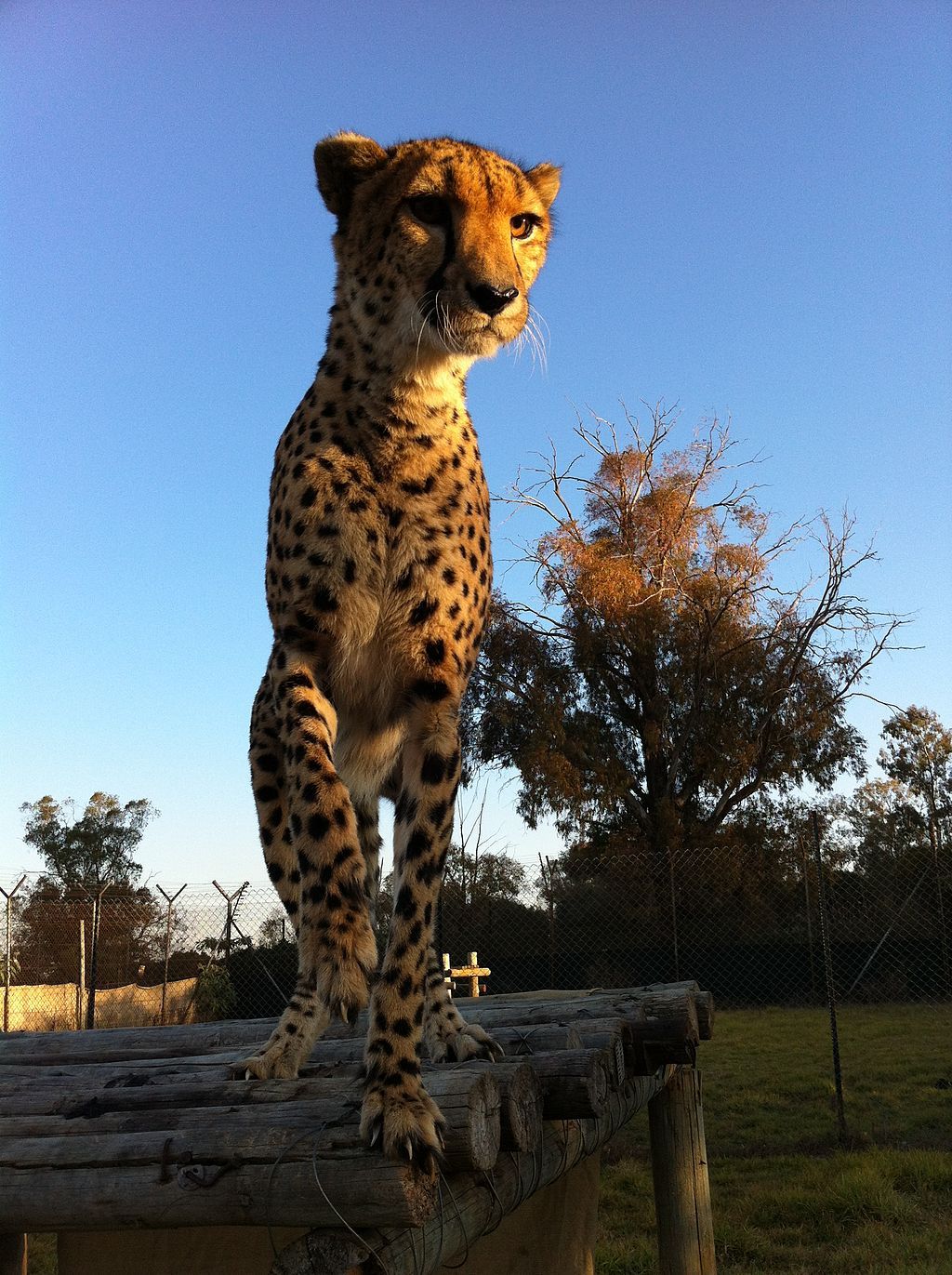 A cheetah in Lion & Safari Park