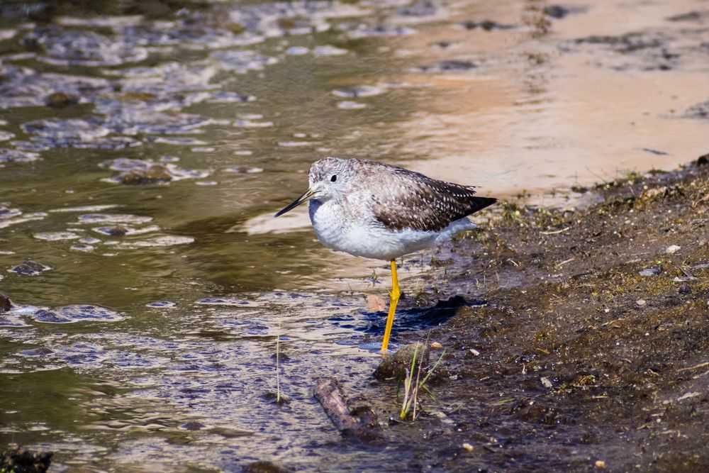 A bird near the waters of Barker Dam