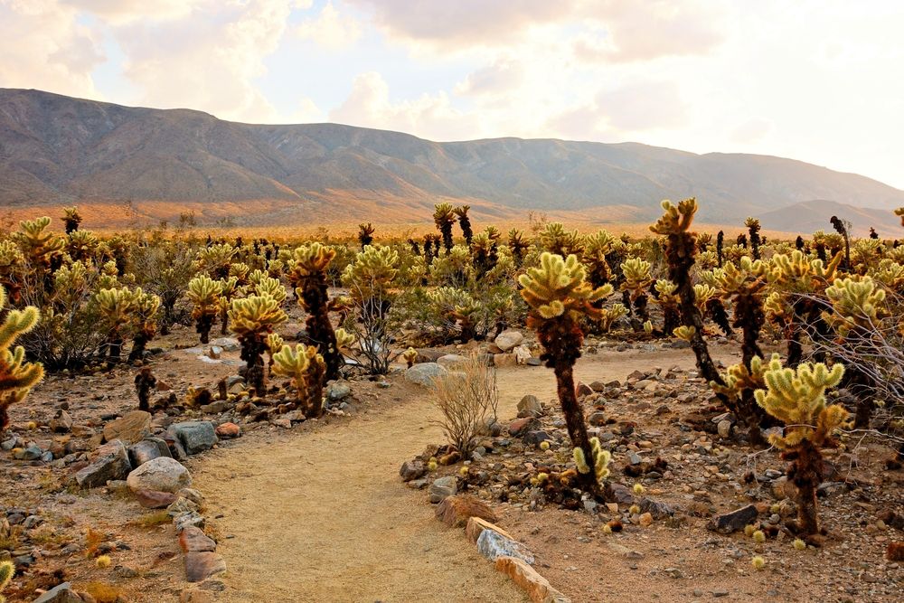 Scenic sunset over Cholla Cactus Garden