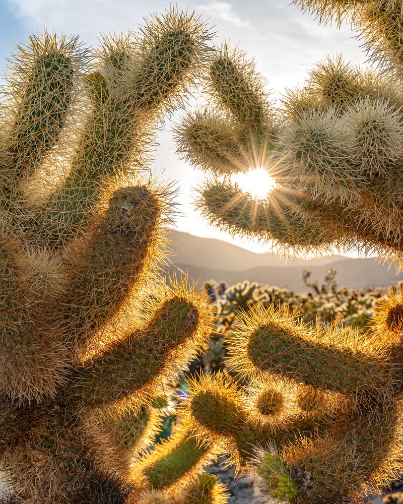 Closeup of cacti at Cholla Cactus Garden