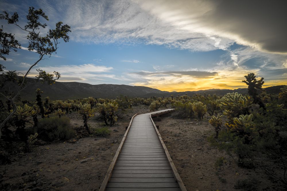 A boardwalk at Cholla Cactus Garden