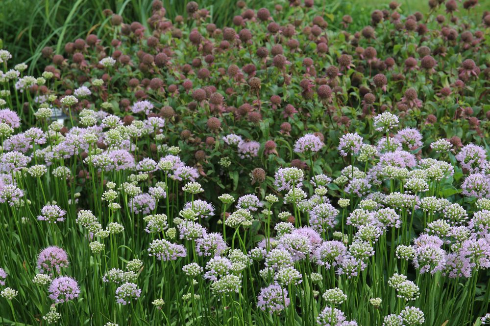 Close view of Rotary Botanical Garden blooms