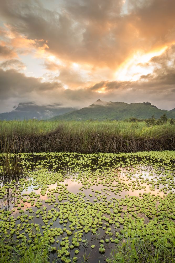 Lily pads floating on Kawai Nui Marsh