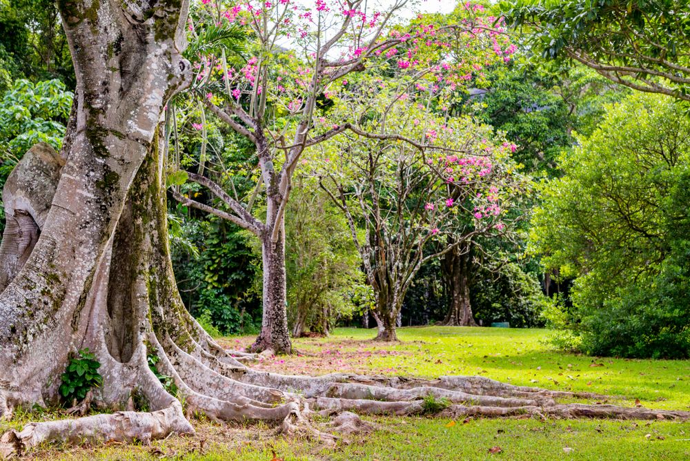 Trees at Ho’omaluhia Botanical Garden