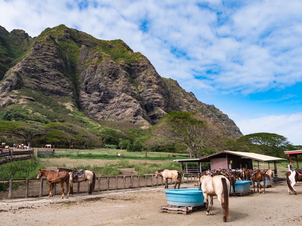 Horses at Kualoa Ranch