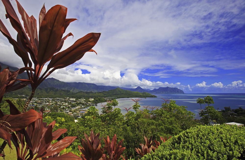 Trees surrounding Kāneʻohe Bay