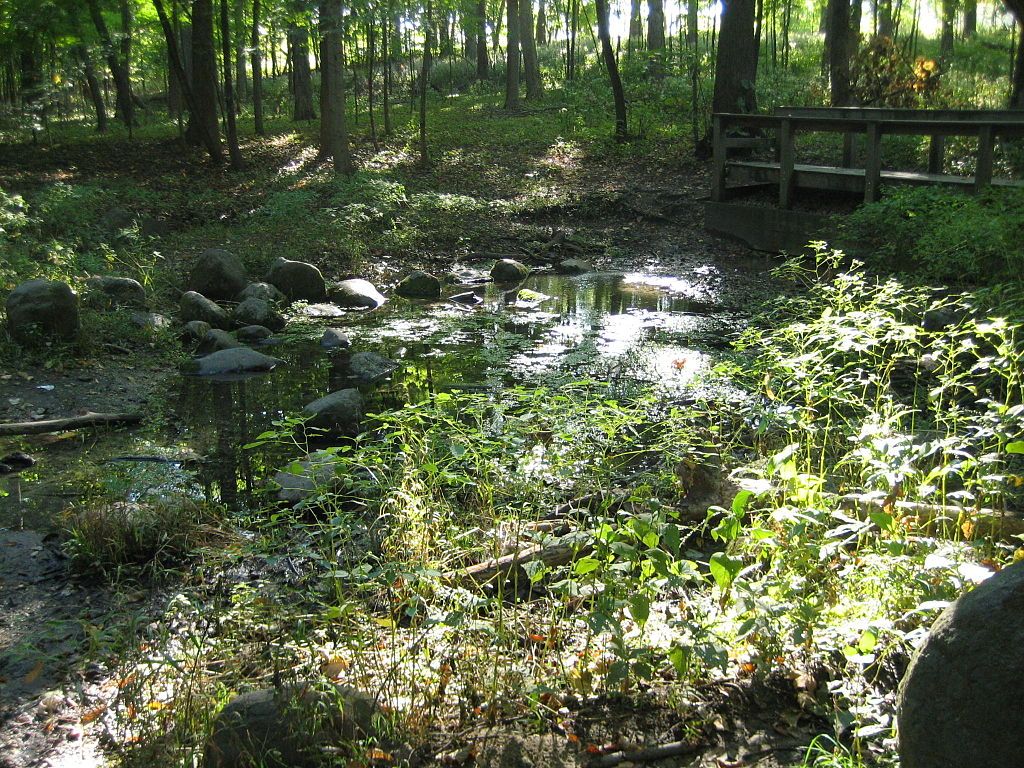 A creek at Silver Springs State Fish and Wildlife Area