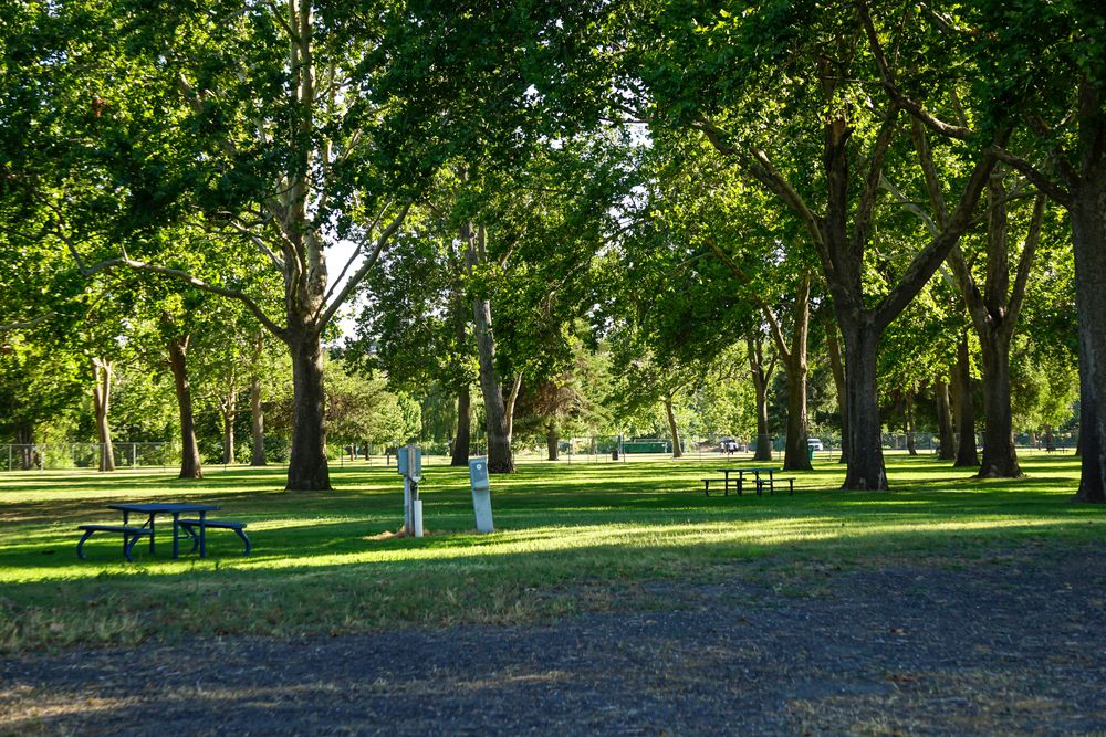 Tall trees and green grass at Columbia Park.