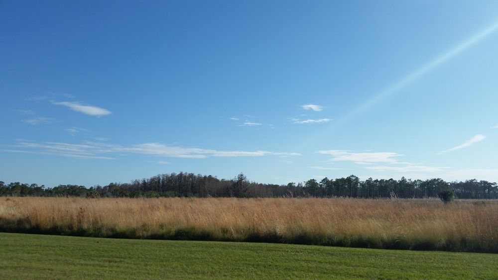 Landscape of Disney Wilderness Preserve