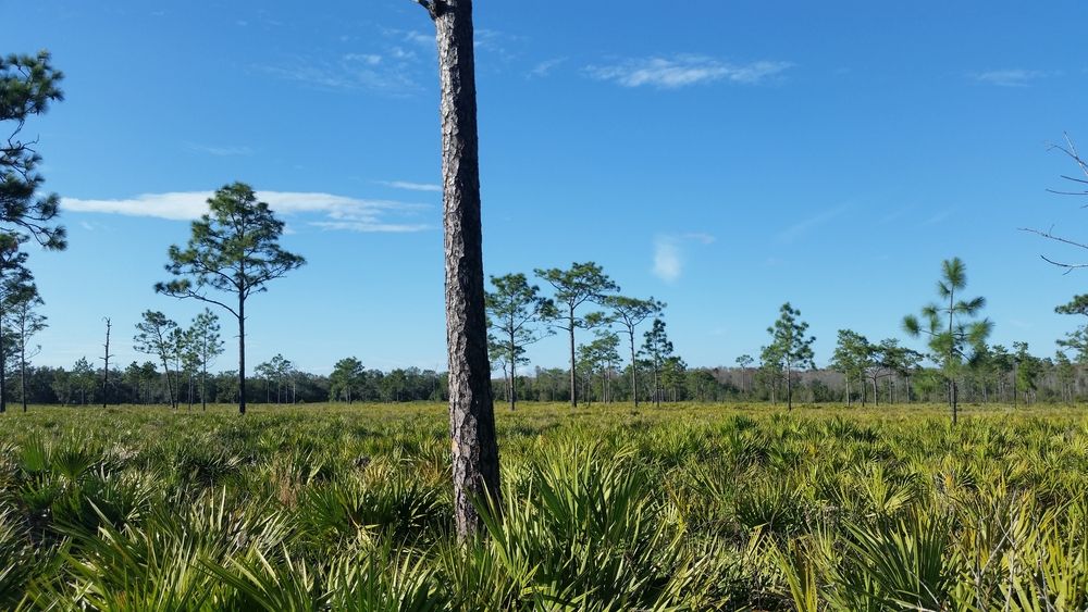 Nature trail at Disney Wilderness Preserve
