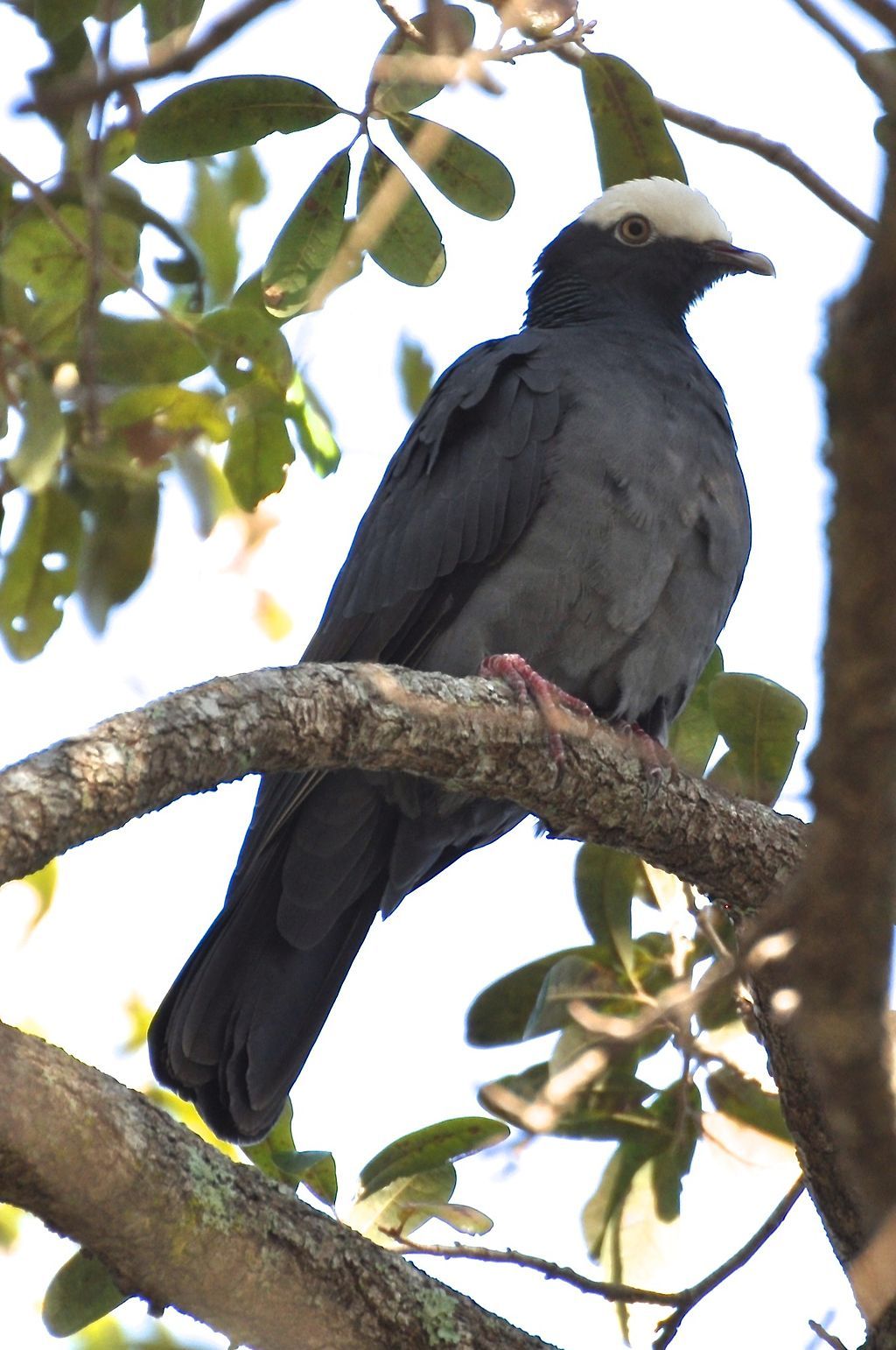 A bird perched on a tree at Kendall Indian Hammocks Park