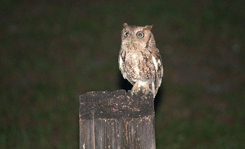 An owl at Kendall Indian Hammocks Park