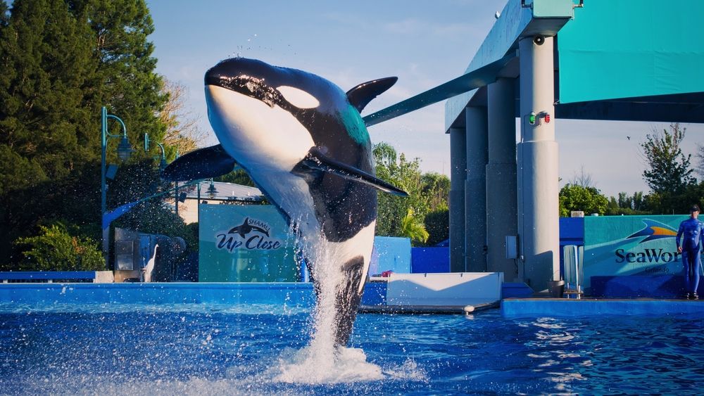 Killer whale at SeaWorld Orlando