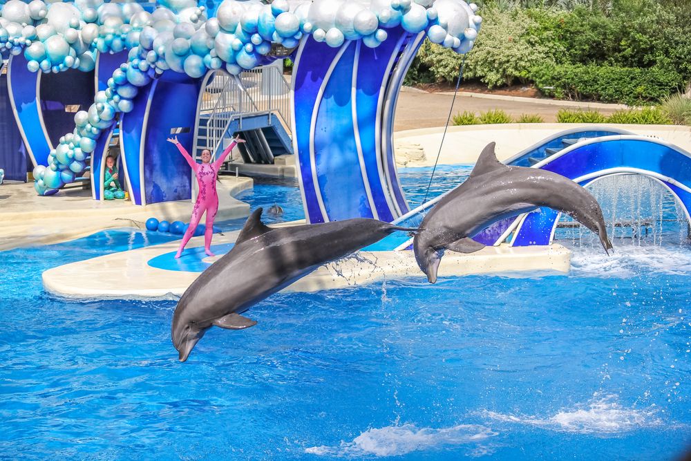 Dolphins at SeaWorld Orlando