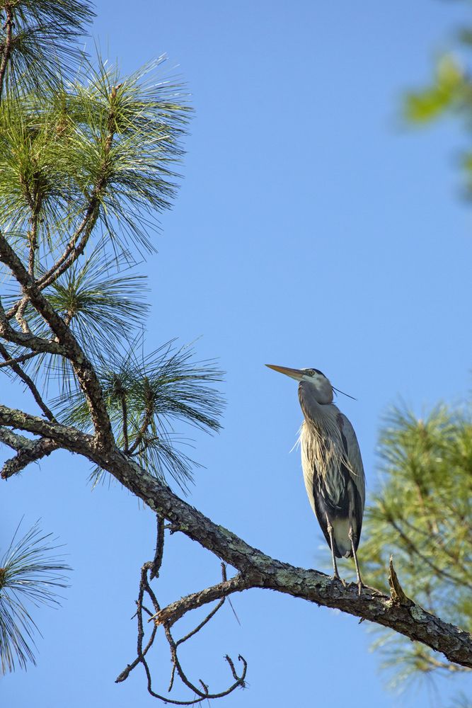 Great heron perched on a tree at Shingle Creek Regional Park