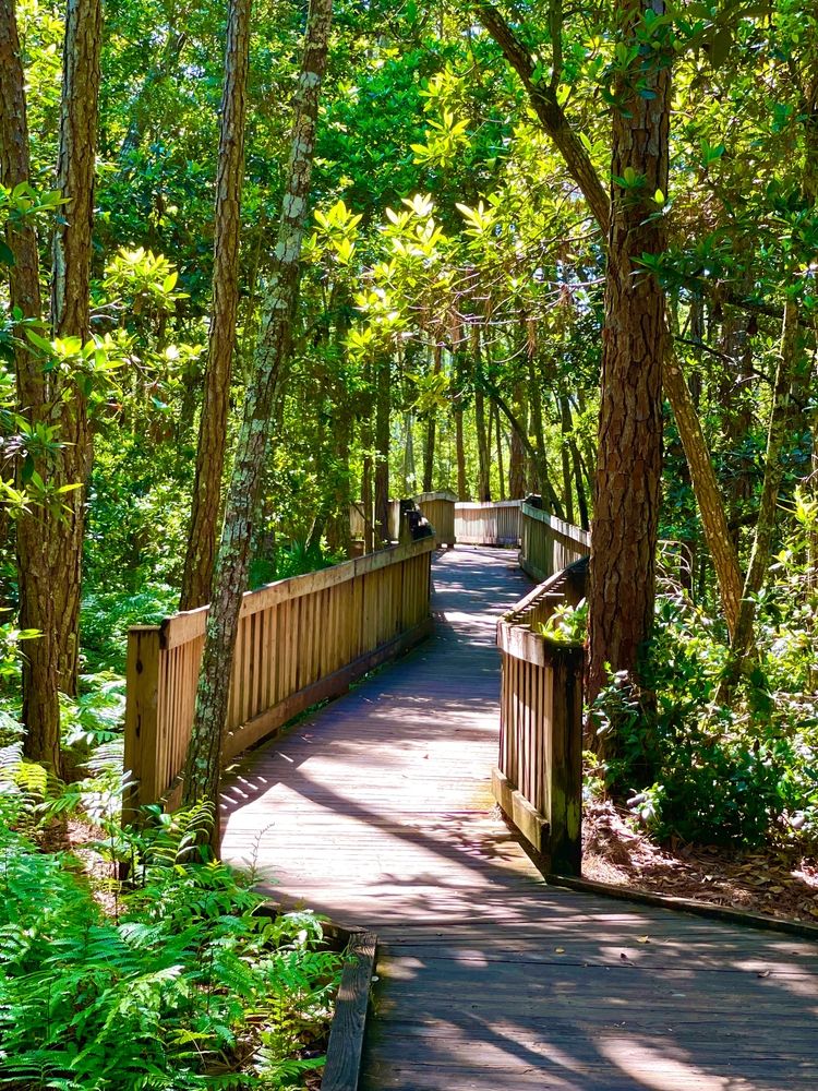Boardwalk trail at Tibet-Butler Preserve