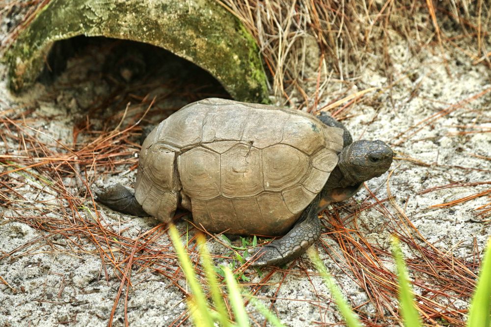 A turtle at Tibet-Butler Preserve