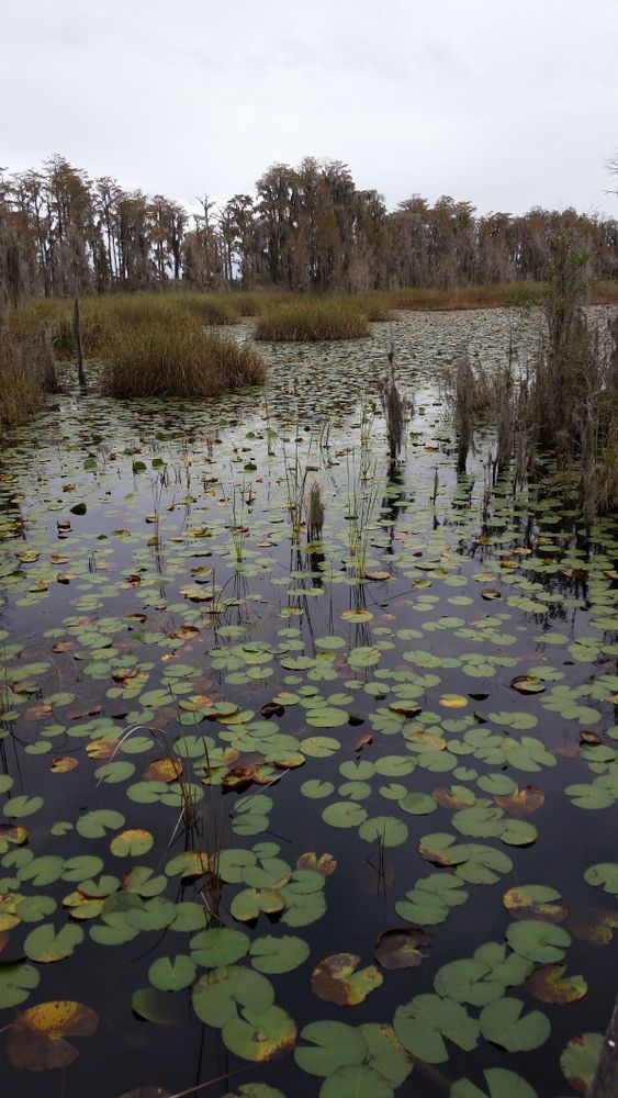 Lily pad pond at Tibet-Butler Preserve