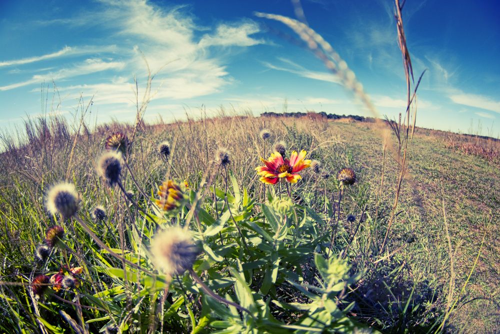 Wildflowers at Twin Oaks Conservation Area