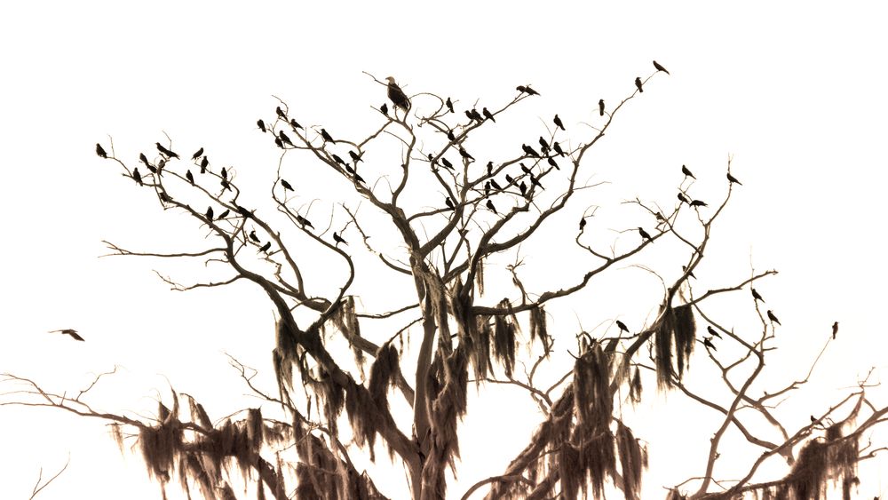 Crows on a bald tree at Twin Oaks Conservation Area