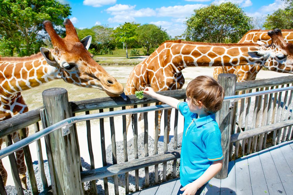 A boy feeding the giraffes in Zoo Miami