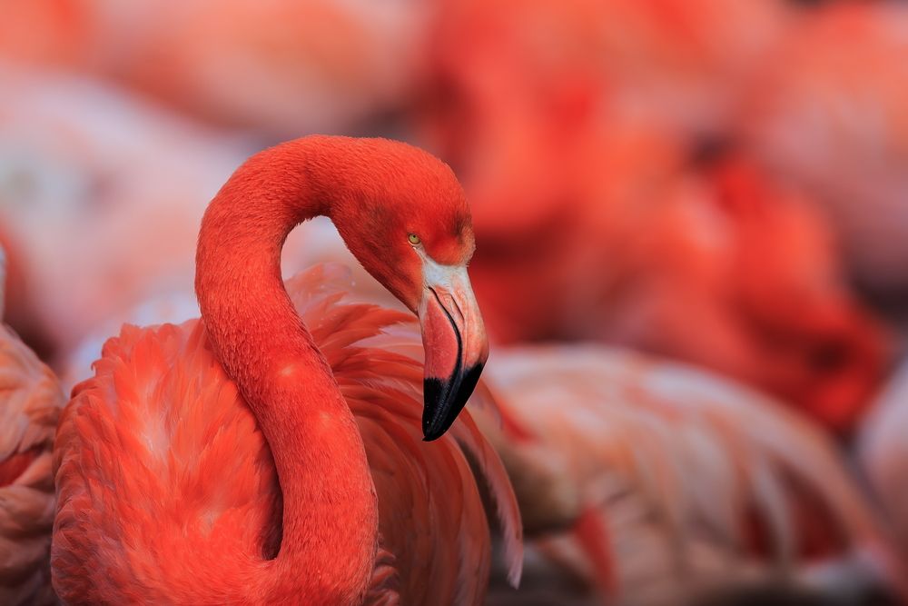 A flamingo at Zoo Miami