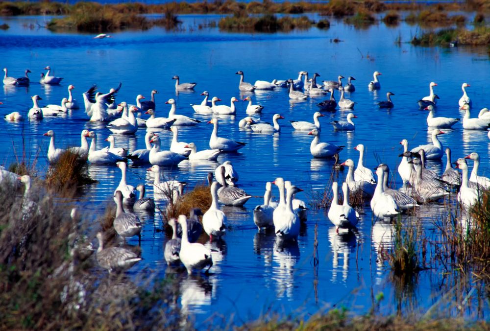 Snow geese on the waters of Pea Island National Wildlife Refuge