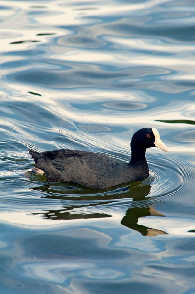 A bird at Ho'omaluhia Botanical Garden