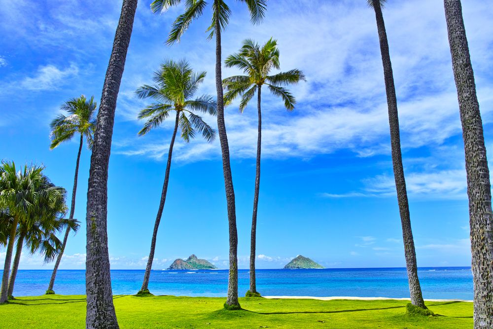 Tall trees at Lanikai Beach