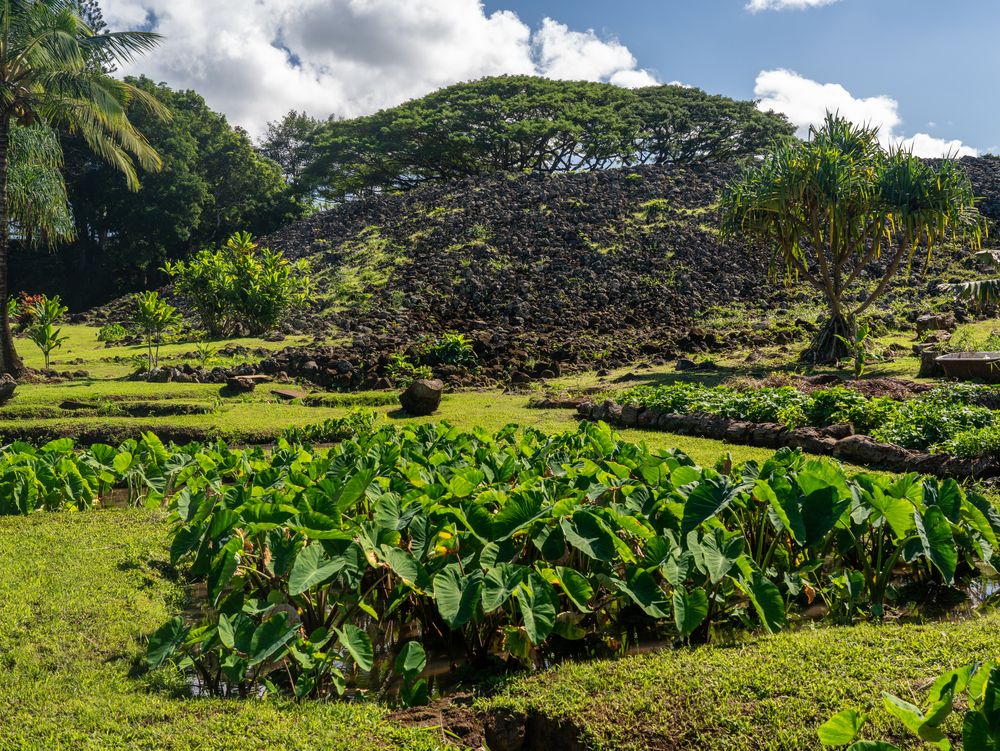 Plants at Ulupō Heiau State Historic Site