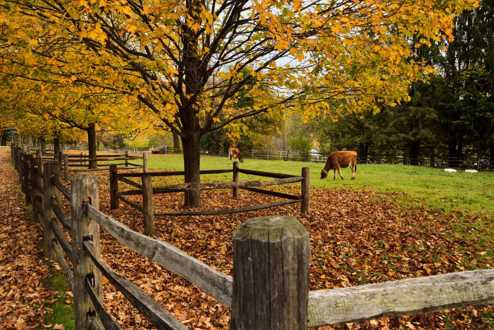 Cows at Billings Farm and Museum